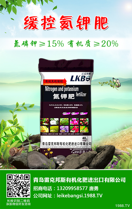 白皮松假活是咋回事?白皮松假活解決措施