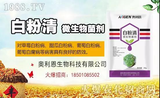 白粉病“反復(fù)難纏”？ 記住這個藥，高效防治白粉病，鏟除！