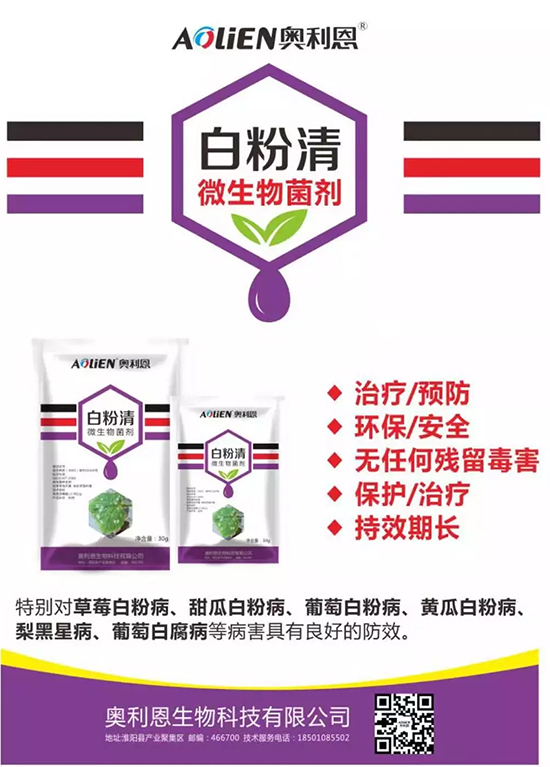 白粉病“反復(fù)難纏”？ 記住這個藥，高效防治白粉病，鏟除！