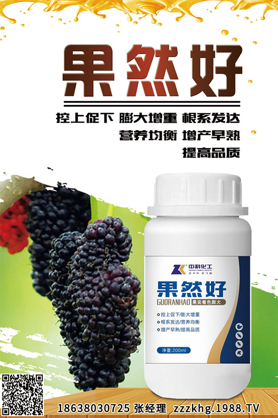 金線蓮有哪些營養(yǎng)價值?金線蓮的功效作用及食用方法