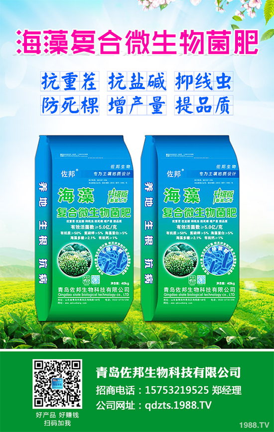 芹菜是日常生活中常見的蔬菜品種,對(duì)種植環(huán)境要求相對(duì)較高,只有在黏性土壤上才可以正常的生長(zhǎng)。那么,芹菜什么時(shí)候種植比較好?大棚芹菜該如何種植呢?