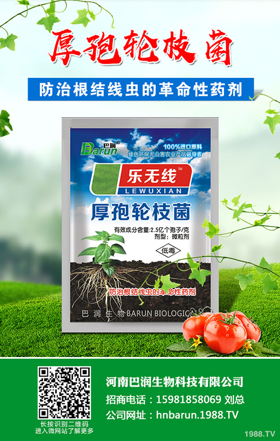 金枝玉葉怎么修剪,金枝玉葉修剪方法!