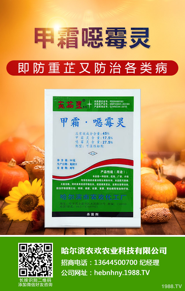 溫室黃瓜灰霉病如何防控?溫室黃瓜灰霉病防控技巧