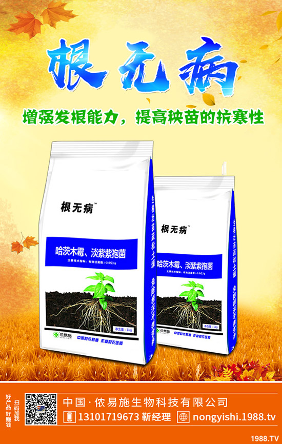 香菜、大蔥、香蔥種植賺錢嗎?常見調(diào)味型蔬菜種植利潤(rùn)分析!