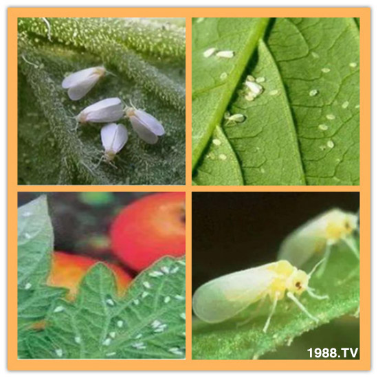     ���θ߿��԰׷�ʭ����?d��)��x����һ���Ɣ�