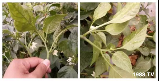     ���θ߿��԰׷�ʭ����?d��)��x����һ���Ɣ�