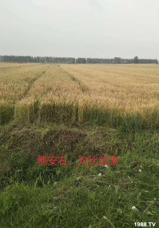 С����ù��Σ�����c������С����ù����ʲôˎ��