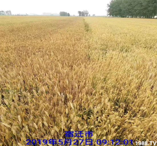 С����ù��Σ�����c������С����ù����ʲôˎ��