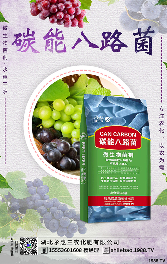 莧菜種植時(shí)間是什么時(shí)候,莧菜種植方法技術(shù)