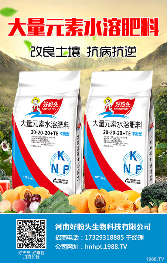 西蘭花什么時間種植?西蘭花田間如何管理?