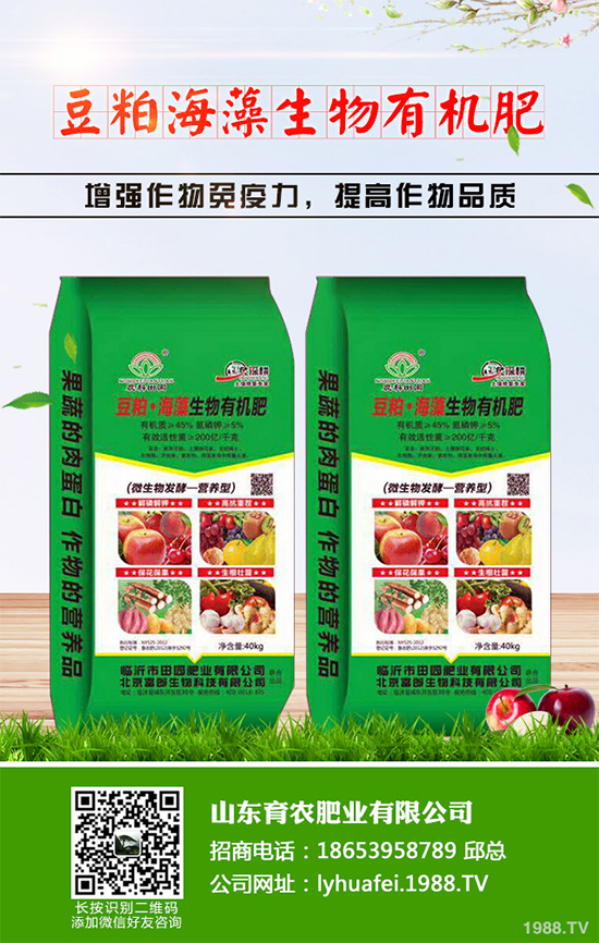 金絲皇菊該如何育苗?如何栽培?金絲皇菊高產(chǎn)栽培管理