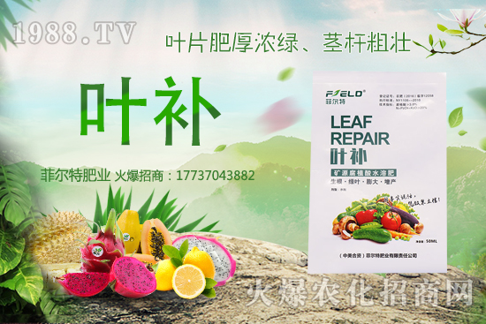 無花果種植前景怎么樣？無花果種植時(shí)間和方法！