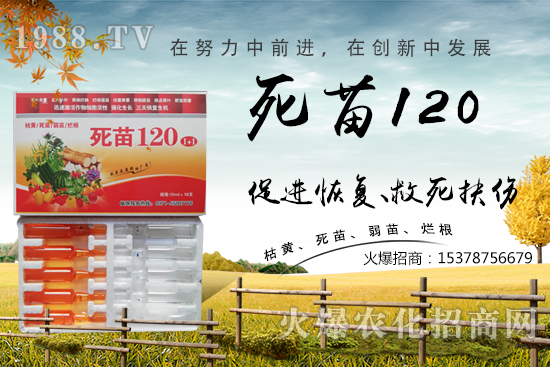  �߲˷Nֲ���L(zh��ng)���������������砀�����W(xu��)��(hu��)�@Щ�������߲����砀����������