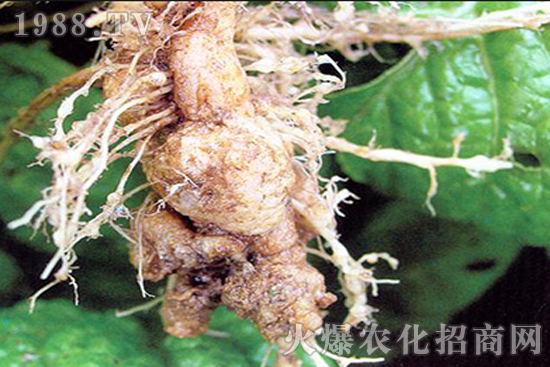 ���{(l��n)���[��