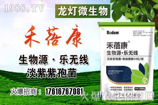 ���t���ڷ۷����ǣ����t��¶��ʹ���Nֲ�кβ�ͬ��