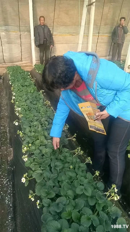 水溶肥市場大變革?海藻精、魚蛋白將被它代替!1000多用戶鼎力推薦!