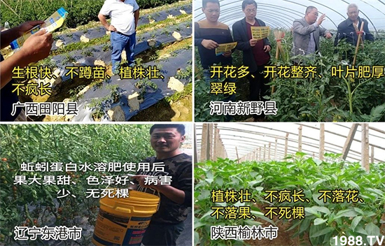 水溶肥市場大變革。亢T寰、魚蛋白將被它代替!1000多用戶鼎力推薦!
