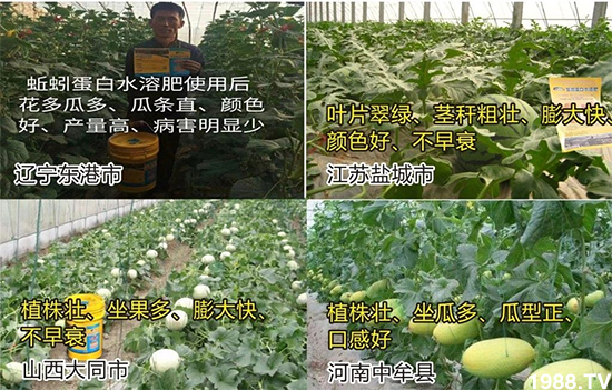 水溶肥市場大變革!?海藻精、魚蛋白將被它代替!1000多用戶鼎力推薦!