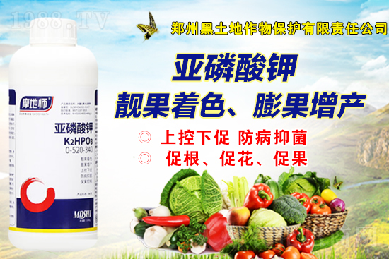 2022年2月19日磷銨新報價是多少？