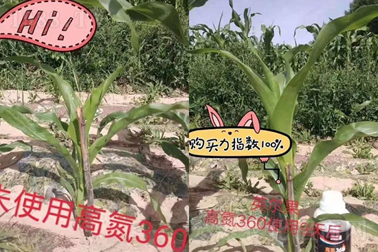 液體氮肥有哪些優(yōu)點?液體氮肥能替代尿素追肥嗎?