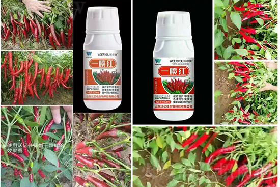 ���t�����95%���߼t�����~�����뷭�׷�����������һ���t��