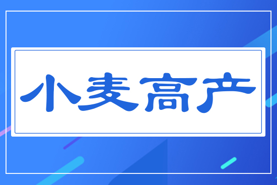 小麥高產