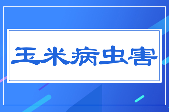 玉米病蟲(chóng)害