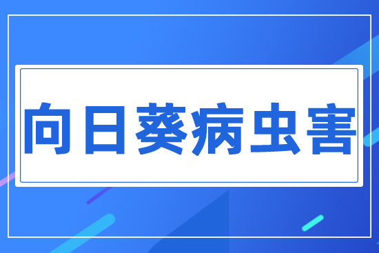 ���տ����x(ch��ng)��